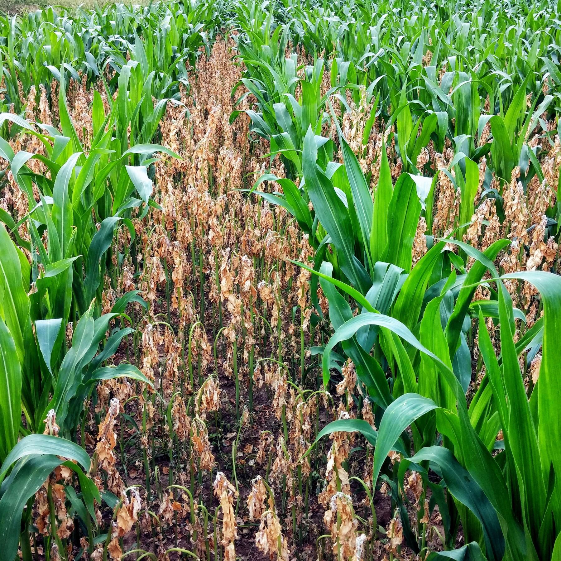 Individuell statt global: Wie Landwirte dem Klimawandel trotzen