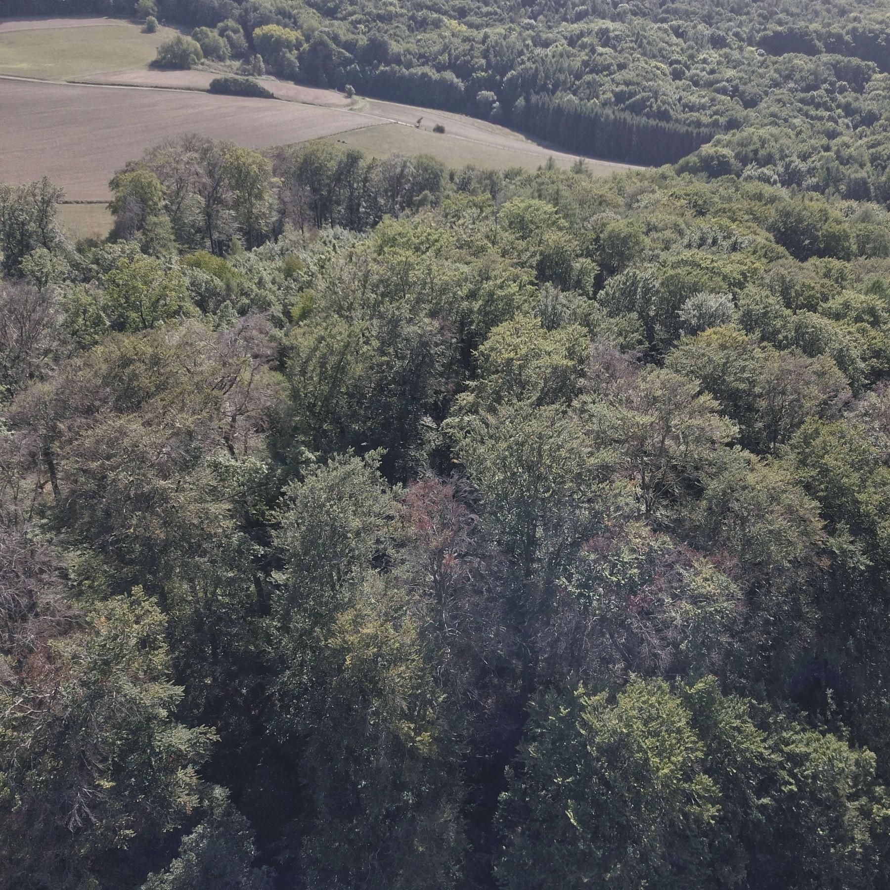 Buchensterben im Steigerwald: Wie damit umgehen?
