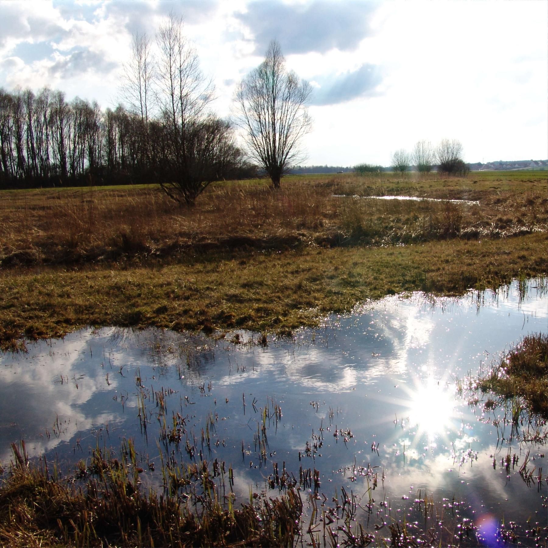 Nass und artenreich - Was tut sich im naturnahen Moor?