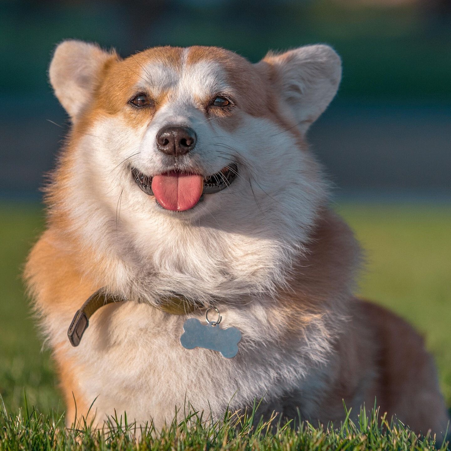 Die Tierdocs: Corgi ist nachdenklich