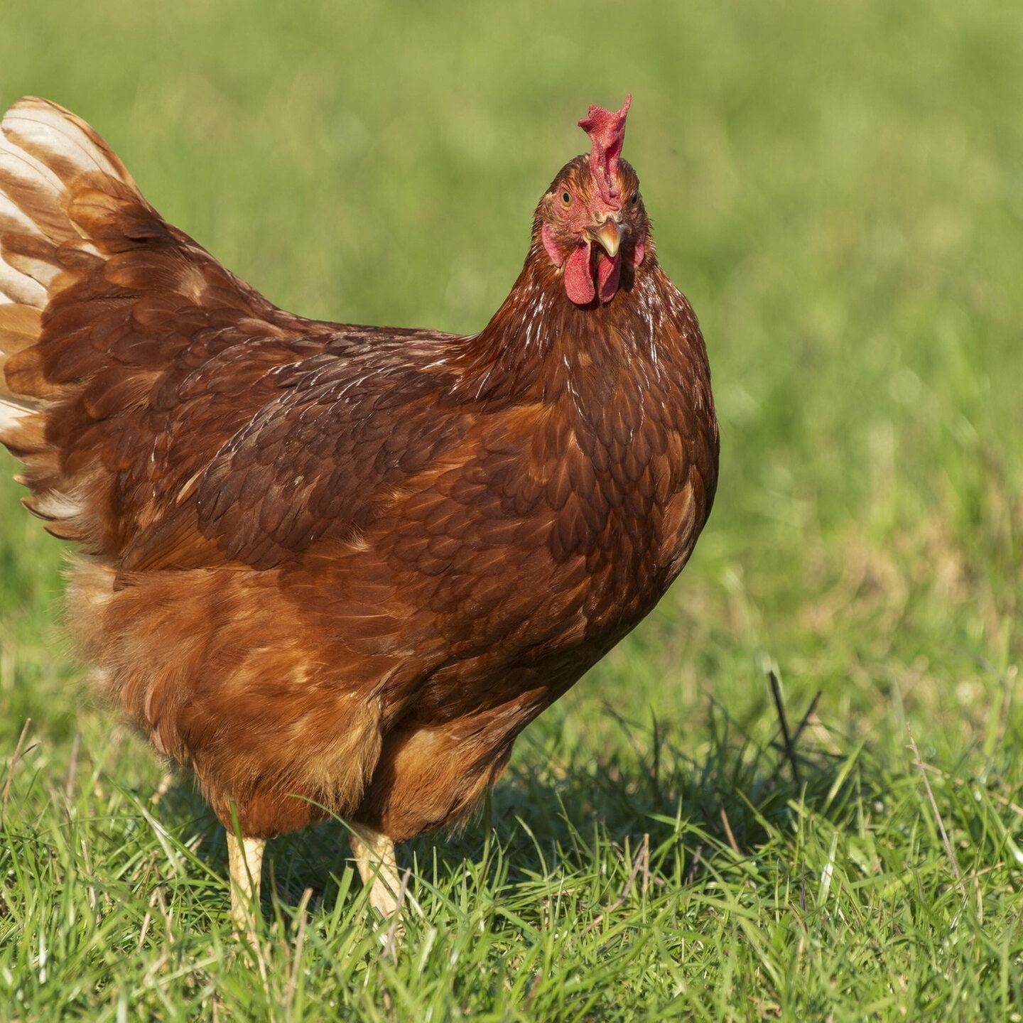 Die Tierdocs: Huhn will nicht raus