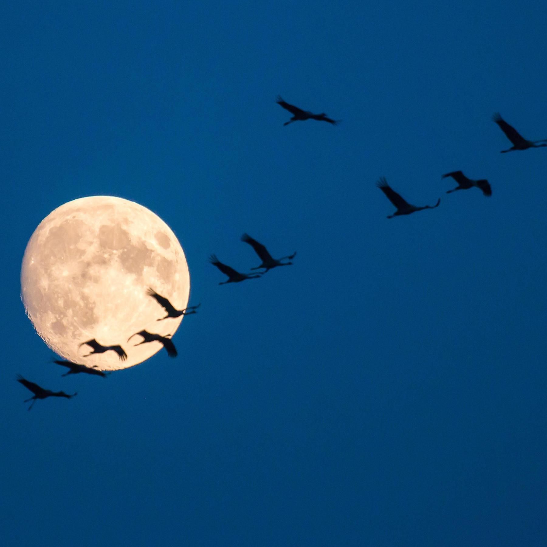 Auf Wanderschaft - Wie Zugvögel ihren Weg finden